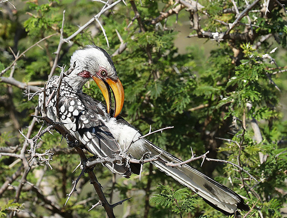 Yellow billed hornbill - Ongava