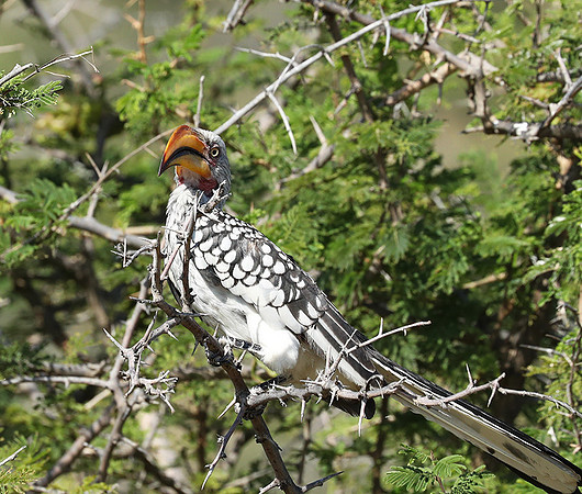 Yellow billed hornbill - Ongava