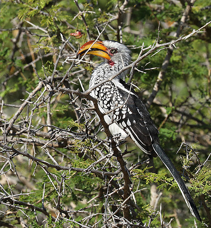 Yellow billed hornbill - Ongava