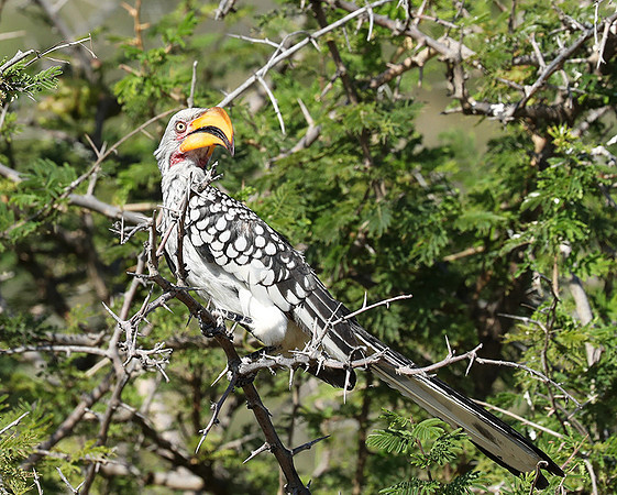 Yellow billed hornbill - Ongava