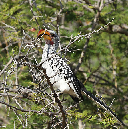 Yellow billed hornbill - Ongava