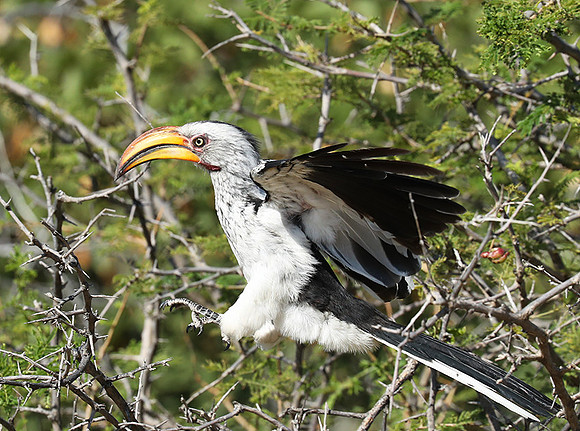 Yellow billed hornbill - Ongava