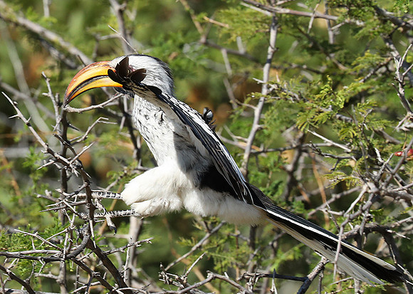 Yellow billed hornbill - Ongava