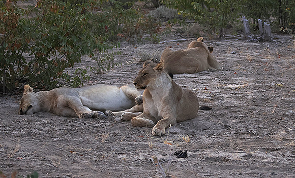Ongava Private Reserve