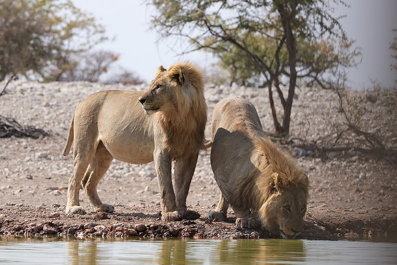 Ongava Private Reserve