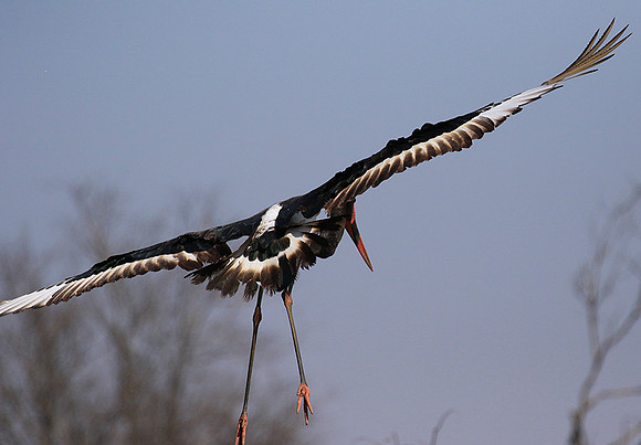 Saddle-billed stork - Timbavati