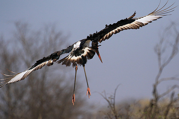 Saddle-billed stork - Timbavati