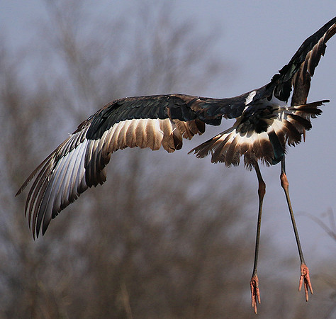 Saddle-billed stork - Timbavati