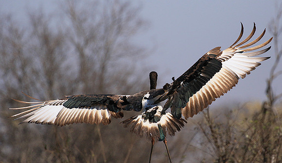 Saddle-billed stork - Timbavati