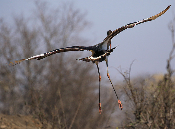 Saddle-billed stork - Timbavati