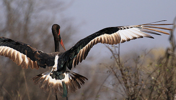 Saddle-billed stork - Timbavati