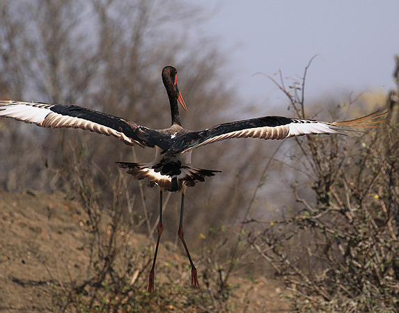 Saddle-billed stork - Timbavati