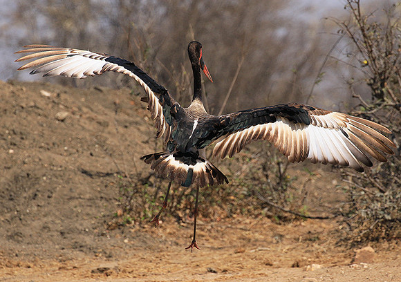 Saddle-billed stork - Timbavati