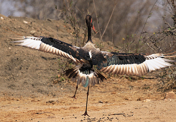 Saddle-billed stork - Timbavati