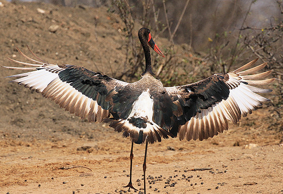 Saddle-billed stork - Timbavati
