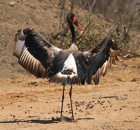 Saddle-billed stork - Timbavati