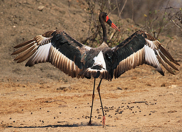 Saddle-billed stork - Timbavati