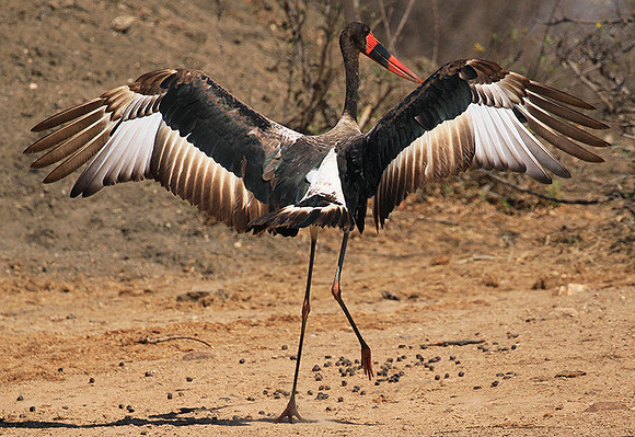 Saddle-billed stork - Timbavati