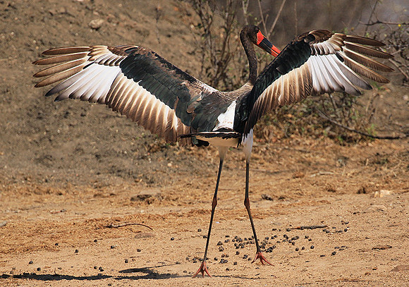 Saddle-billed stork - Timbavati
