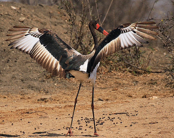 Saddle-billed stork - Timbavati
