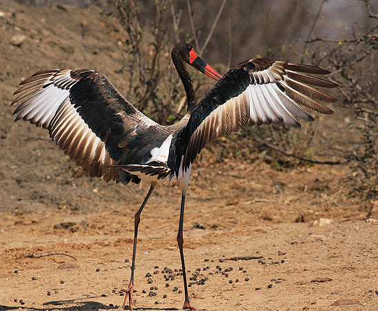 Saddle-billed stork - Timbavati