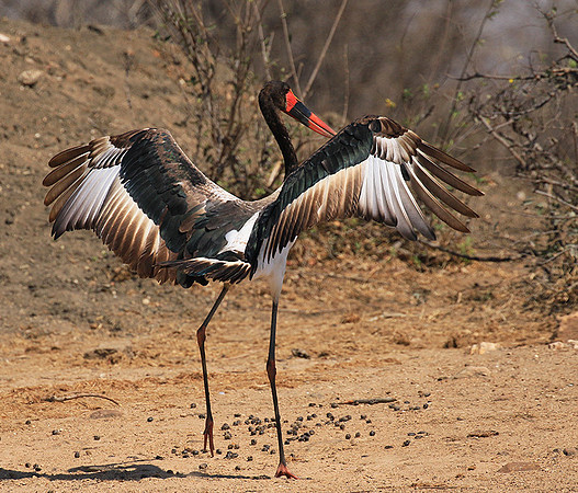 Saddle-billed stork - Timbavati
