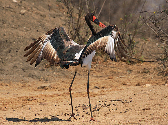 Saddle-billed stork - Timbavati