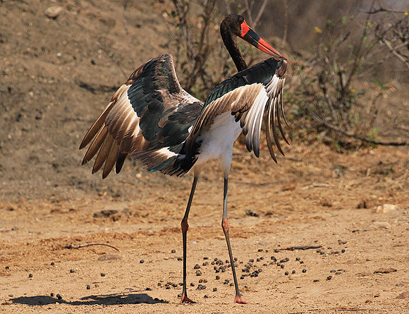 Saddle-billed stork - Timbavati