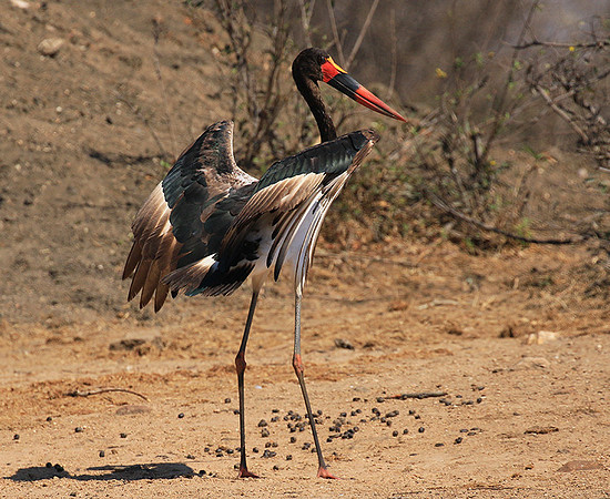 Saddle-billed stork - Timbavati
