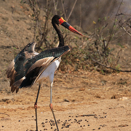 Saddle-billed stork - Timbavati