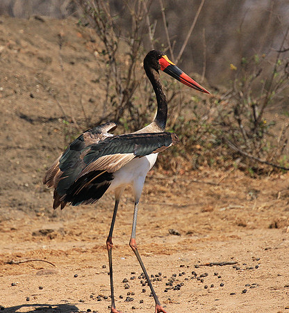 Saddle-billed stork - Timbavati