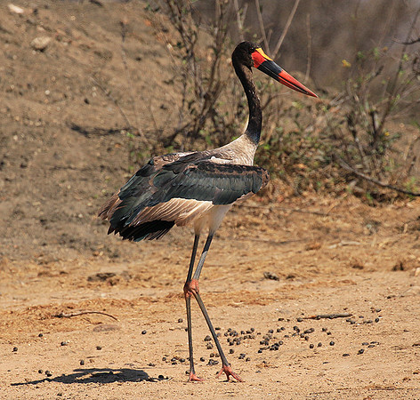 Saddle-billed stork - Timbavati