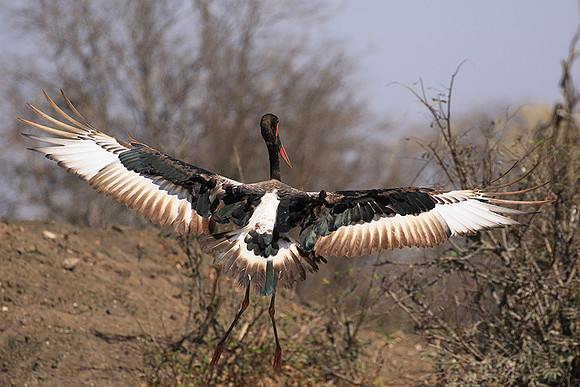 Saddle-billed stork - Timbavati