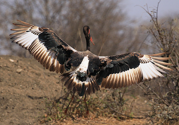 Saddle-billed stork - Timbavati