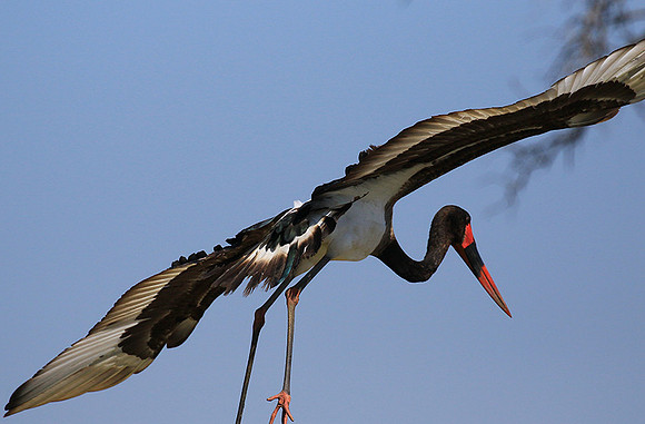 Saddle-billed stork - Timbavati