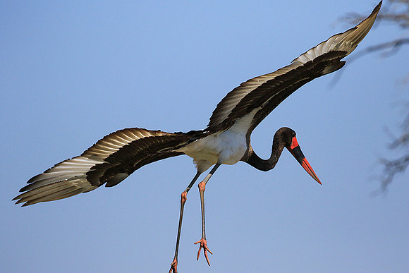 Saddle-billed stork - Timbavati