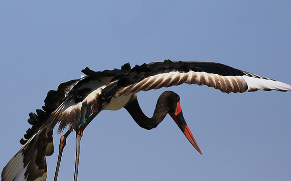 Saddle-billed stork - Timbavati
