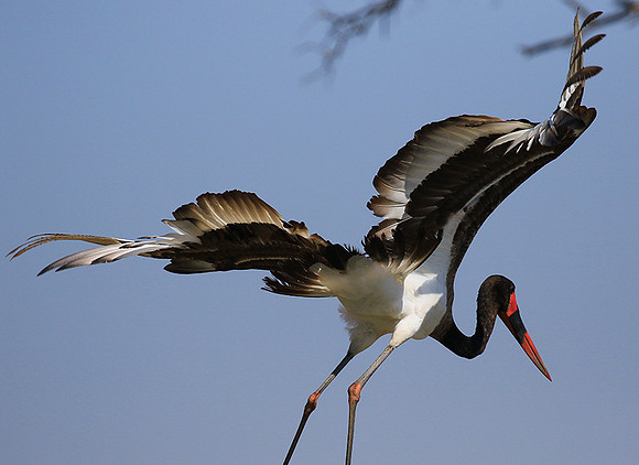 Saddle-billed stork - Timbavati
