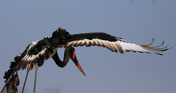 Saddle-billed stork - Timbavati