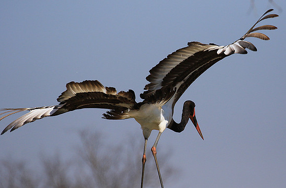 Saddle-billed stork - Timbavati