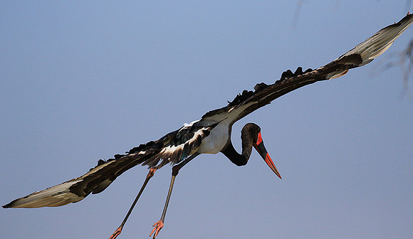 Saddle-billed stork - Timbavati