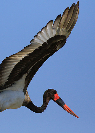 Saddle-billed stork - Timbavati