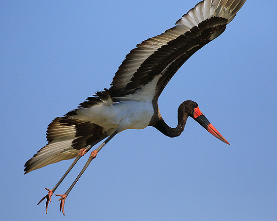 Saddle-billed stork - Timbavati