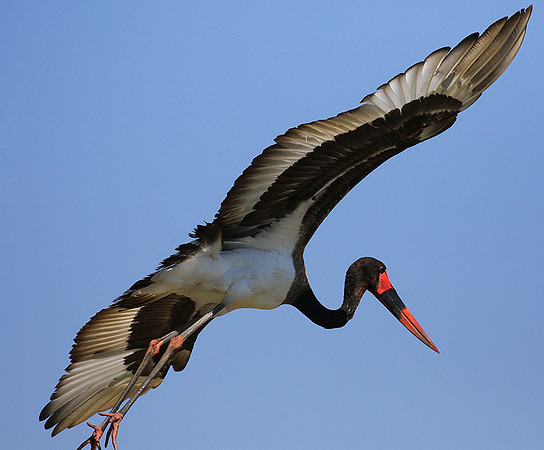 Saddle-billed stork - Timbavati