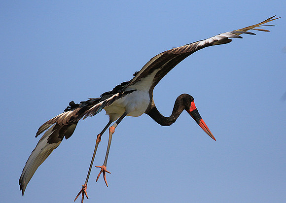 Saddle-billed stork - Timbavati