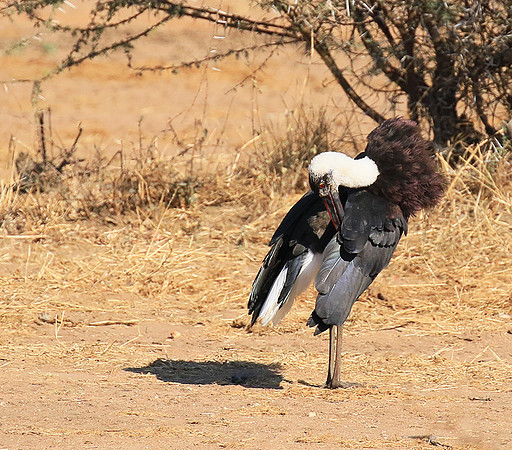 Woolly-necked stork -Timbavati