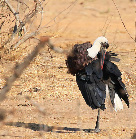 Woolly-necked stork -Timbavati