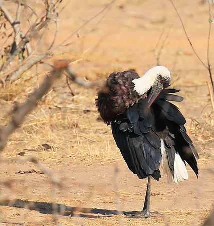 Woolly-necked stork -Timbavati