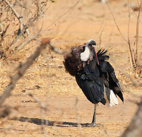 Woolly-necked stork -Timbavati