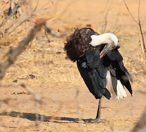 Woolly-necked stork -Timbavati